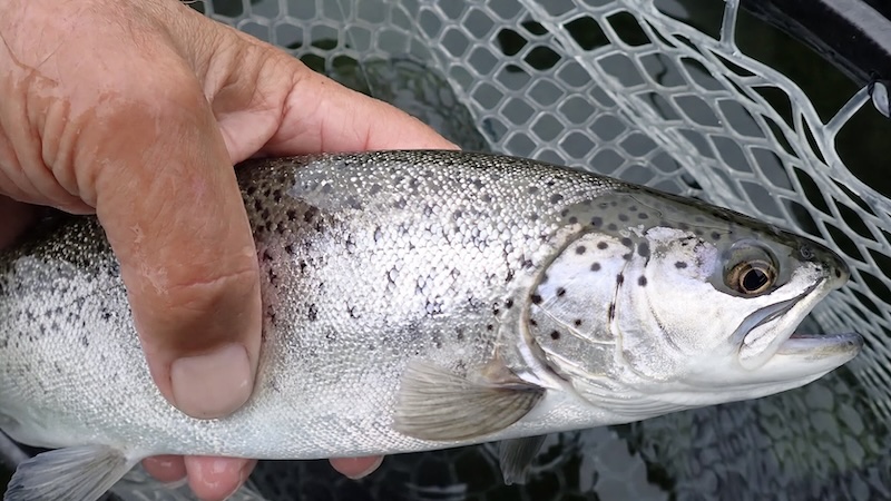 Blank ørred fra Stevns 261016 stevns silver trout
