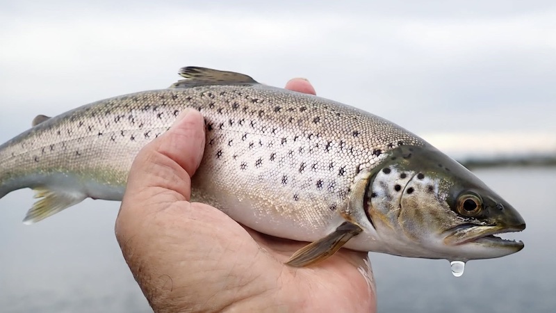 Havørred 261016 stevns trout