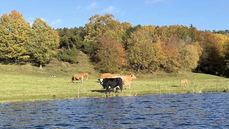 Mariager Fjord ved Bramslev 261028 bramslev cows