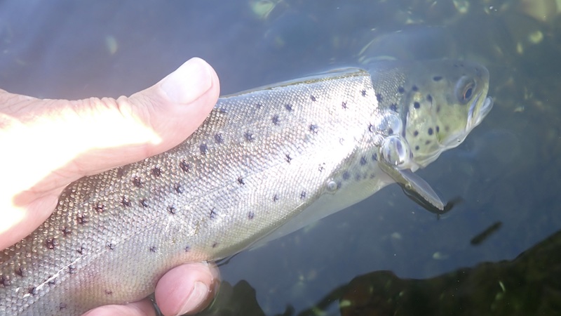 Ørred fra Mariager Fjord 261028 bramslev trout