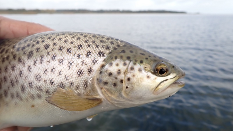 Ørred fra Randers Fjord 261030 udbyhoj trout