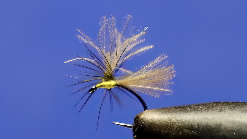 221226 cdc single feather
