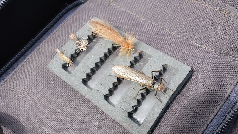 221226 stonefly naturel cdc