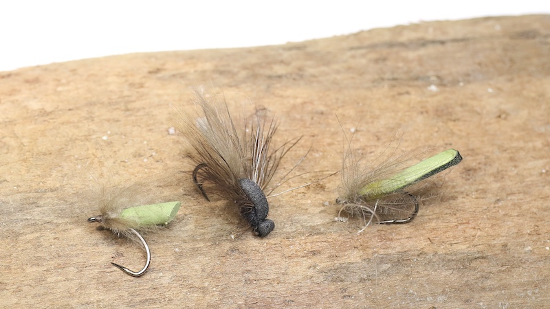 221229 swimming pupae