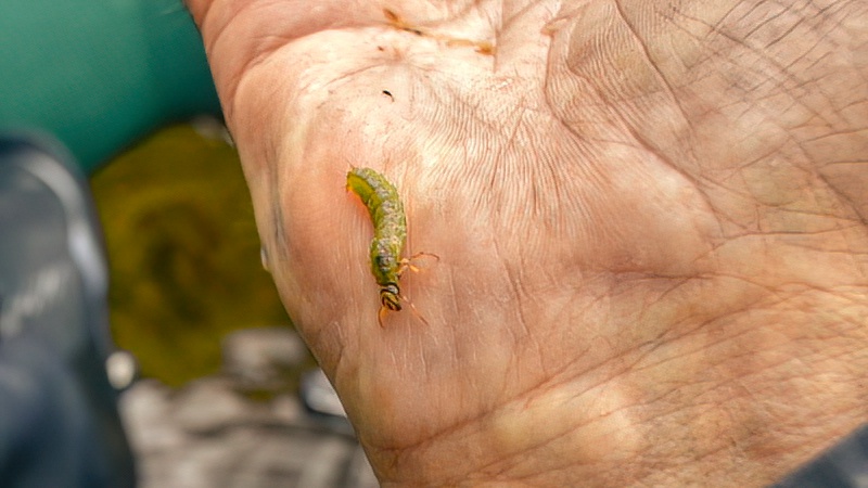 Fritlevende vårflue larve fra Rena 221230 green larvea DeNoiseAI low light