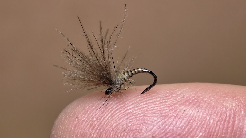 hatching mayfly