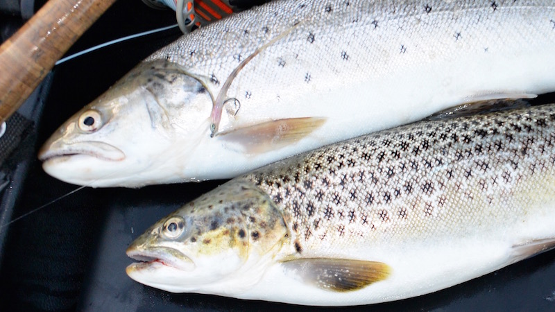 X streamer seatrout