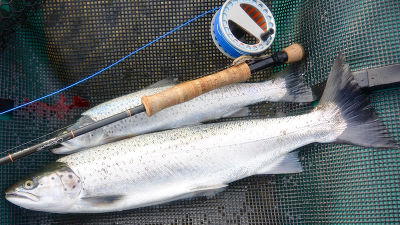 brakvandsrejen fisk