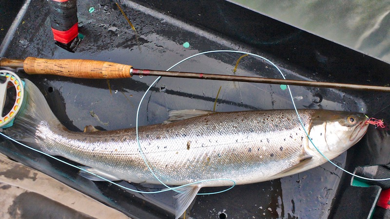 kyst fluer trout udbyhoj