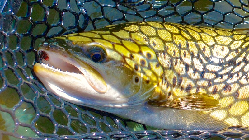 red pheasant nymp brown trout