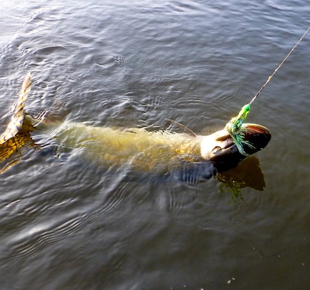 Gedde på Svirvel Fly svirvel_flue5
