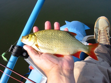 Fredfisk på flue