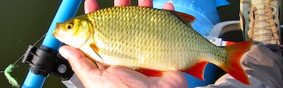 Menu_fredfisk_400_125
