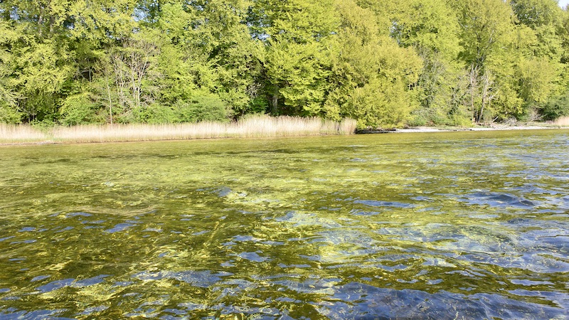 Mariager fjordbunden vive