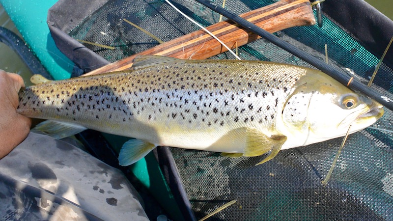 Mariager Fjord Hadsund syd trout