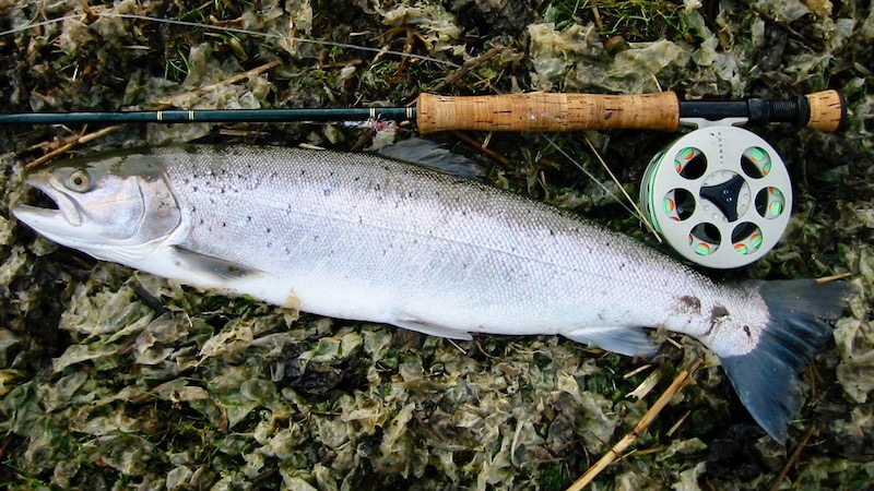 Mariager Fjord Hegedal silver trout