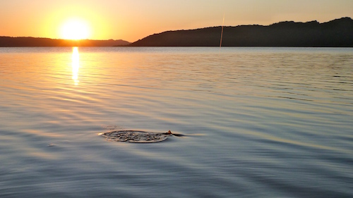Mariager Fjord Morgen fisk