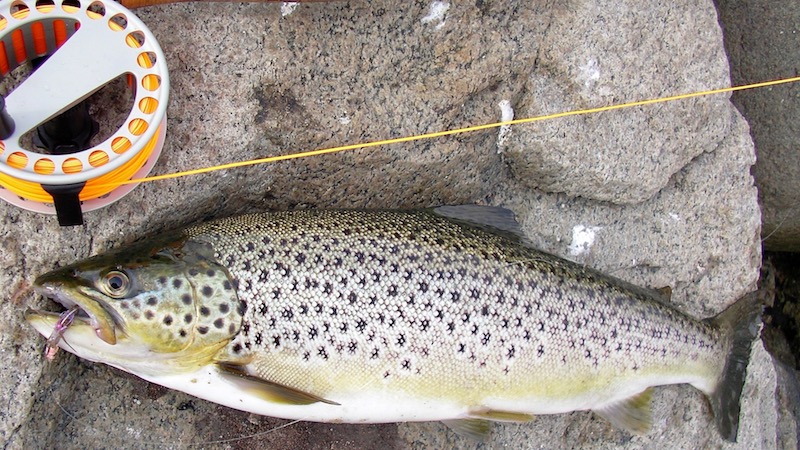 Mariager Fjord lergrav trout