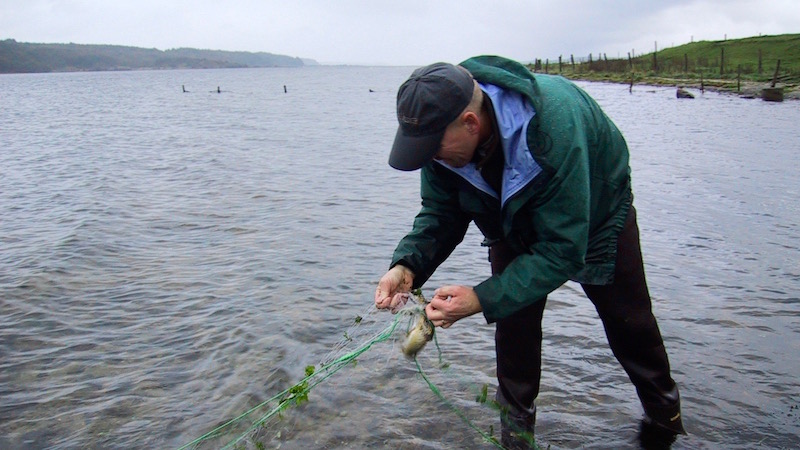 Mariager Katbjerg net trout release