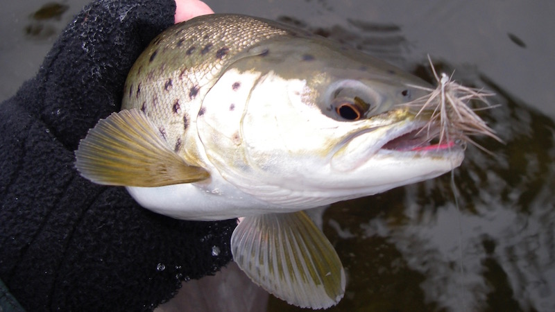 Mariager Katbjerg trout