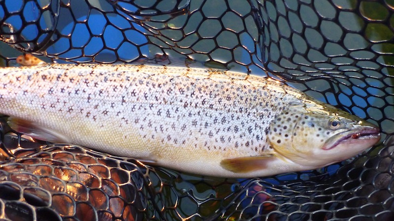 Mariager fjord Hobro nord fjord trout