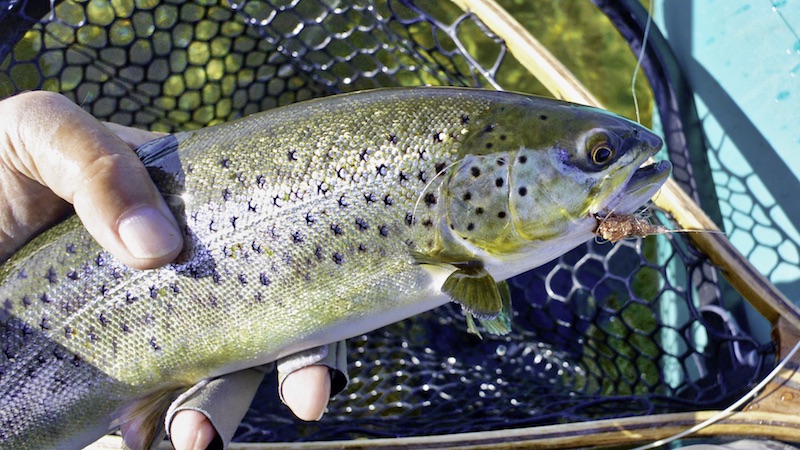Mariager langodde trout