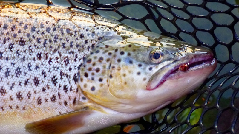 Mariagerfjord Mariager fjordtrout