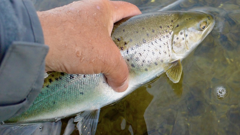 havno trout release