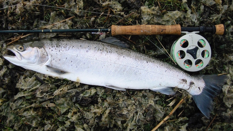 mariager fjord bilfragment blank