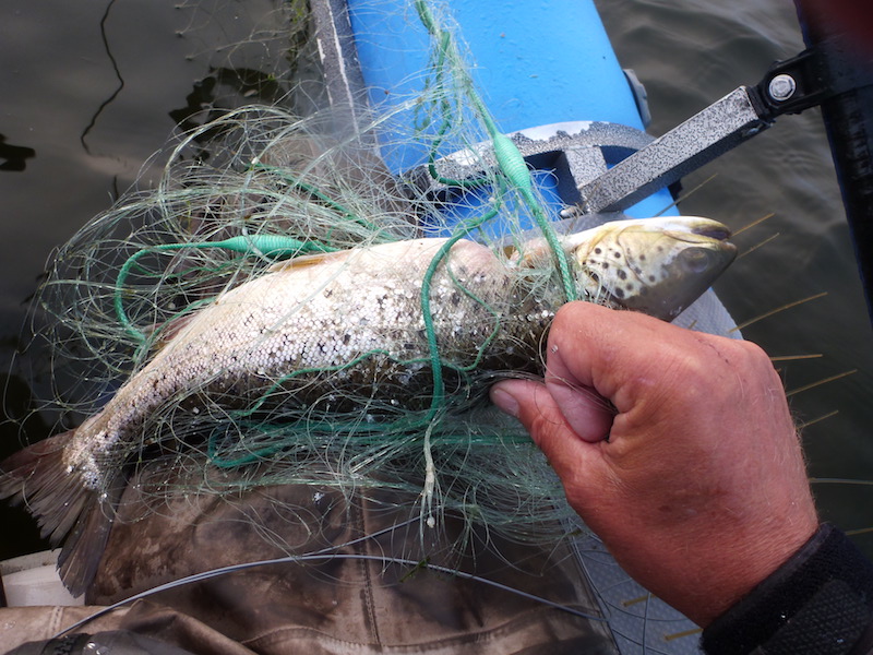 160914 nyt garn ulovligt trout
