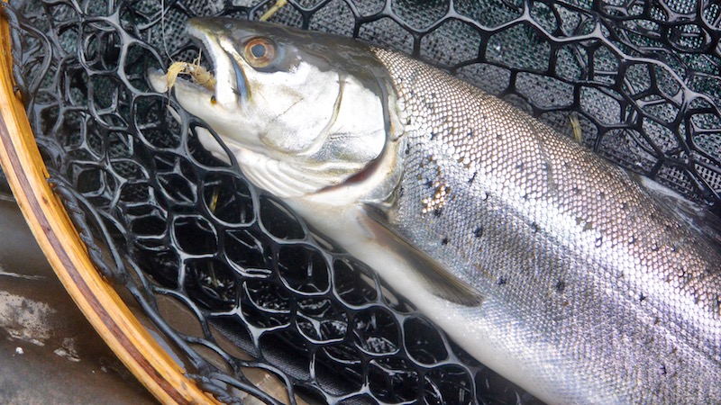 171222 Nyt blank trout