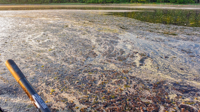 180523 brun alger pollen