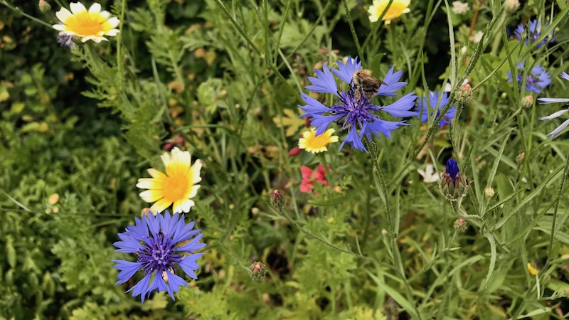 180621 biodiversitet