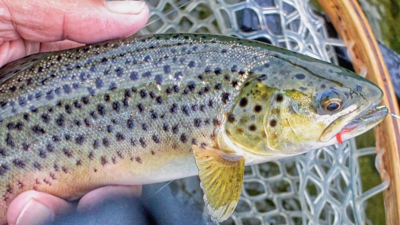 180912 mariager kongsdal trout