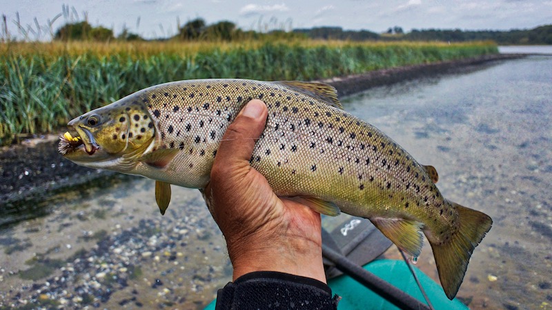 Mariager debat trout dryfly
