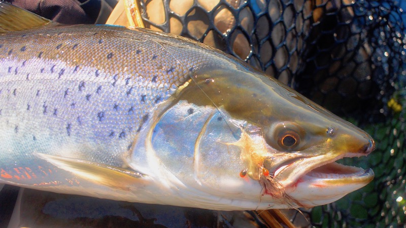 190506 nyheder seatrout