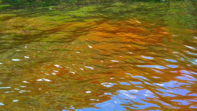 190806 eaglebay algea