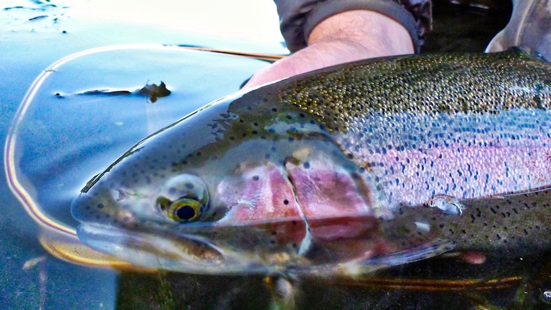 Regnbueørred 190813 mariager debat regnbue