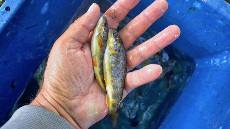 Bestandanalyse 190913 betandanalyse two trout