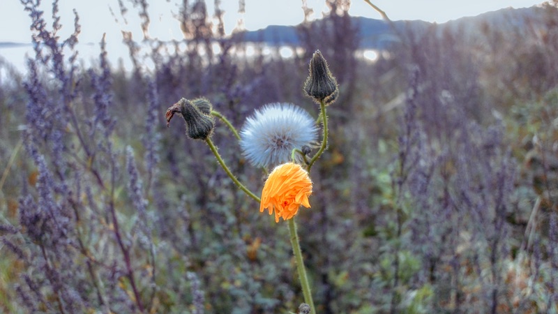 201003 wild flowers