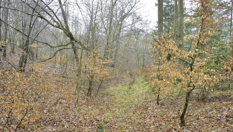 201201 naturnationalpark skov