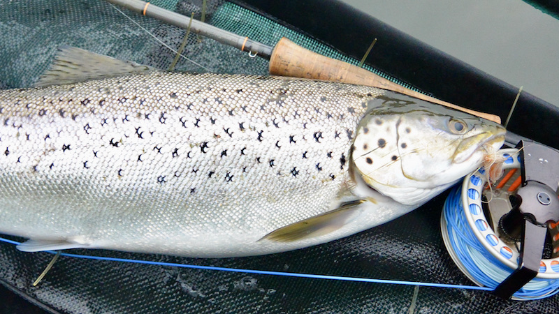Havørred fra Randers Fjord 210106 nature fisk forbud