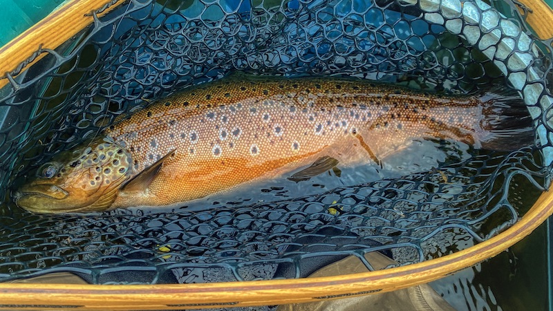 210112 rena trout