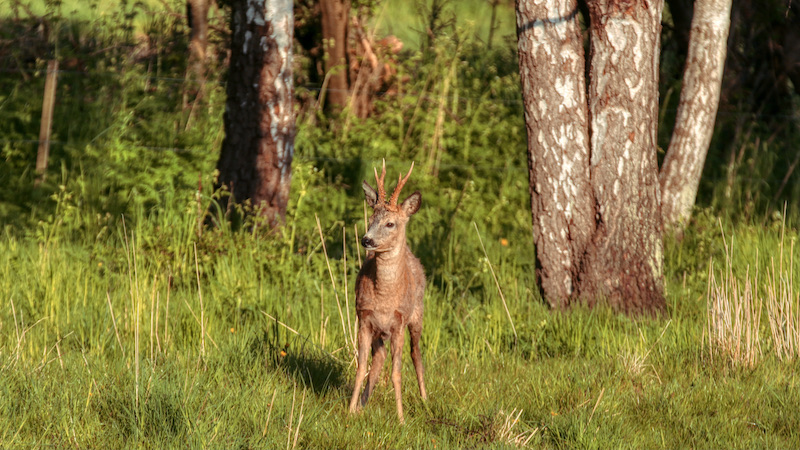 Plads til natur 210621 naturen plads