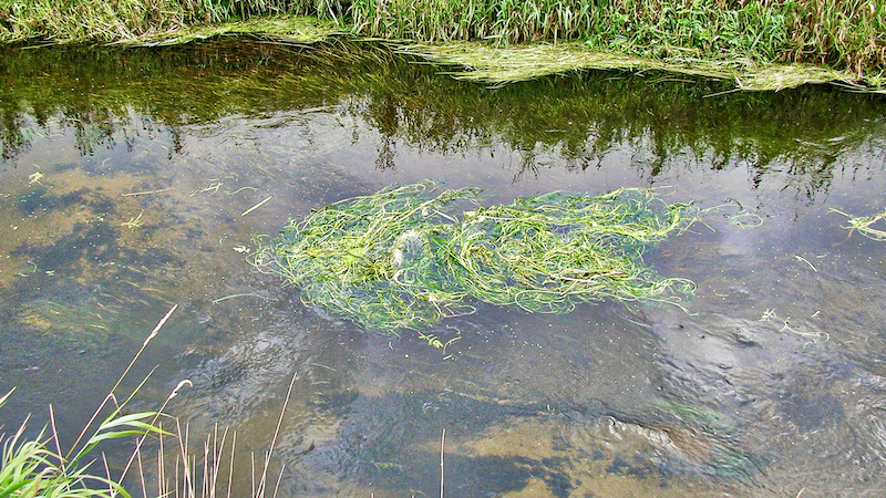 Grødeskæring 210822 weed cuting