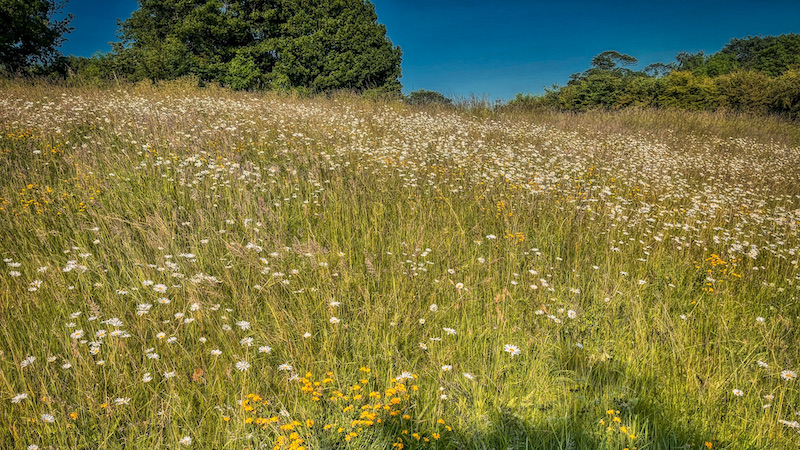 210826 vildeblomster pleje