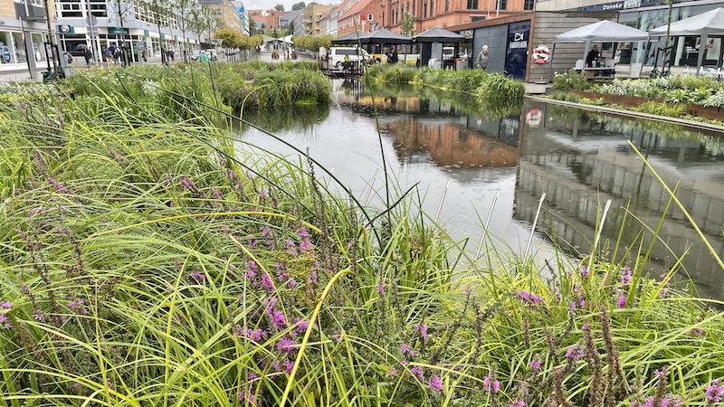 210826 vildeblomster regvandsbassin