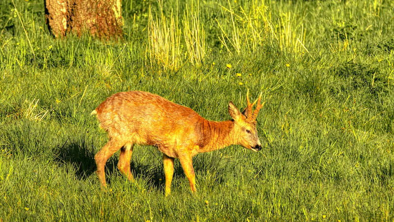 Råbuk 210908 NNP Deer Buk