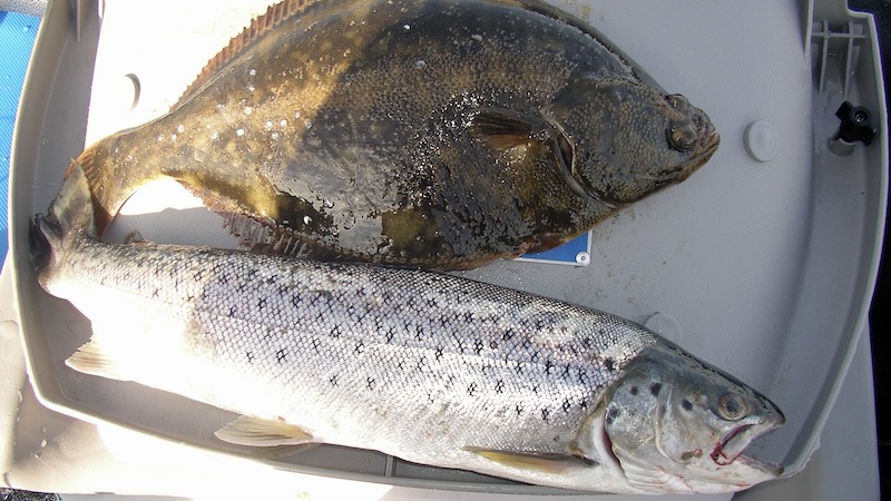 Skrubbe og ørred fra Randers Fjord 220219 trout skrubbe randers fjord