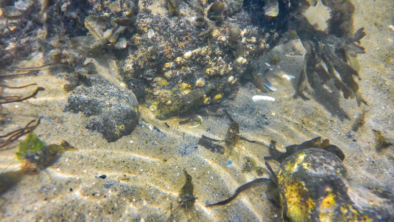 221010 rejer stenrev